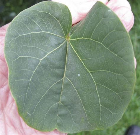 Leaf Round Tree Guide Uk Trees With Round Leaves Free Nude Porn Photos