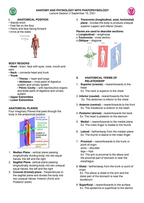 Anatomical Position And Terminologies Anatomy And Physiology With