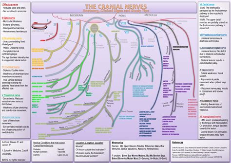 Cranial Nerves Anatomy Clinical Signs And Study Tips On Meducation