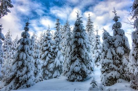 Snowy Winter Forest Hd Wallpaper Background Image 2048x1365 Id