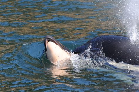 Latest Calf Born To Endangered Killer Whales Dies Off British Columbia