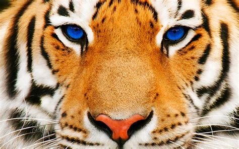 Blue Eyes Tiger Hd Desktop Wallpaper Widescreen High Definition