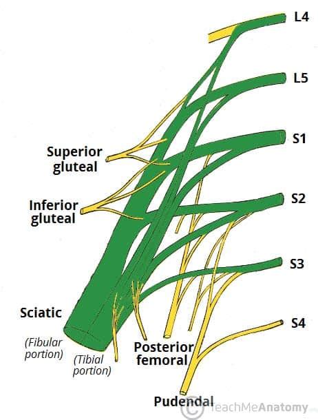The Sacral Plexus Spinal Nerves Branches Teachmeanatomy