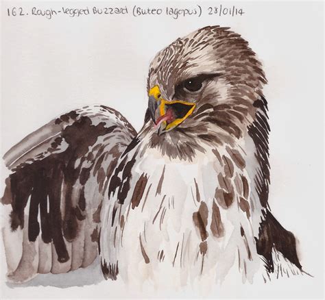 Check spelling or type a new query. Learn.Draw.BIRD.: January 2014