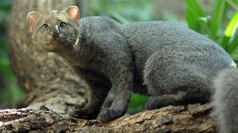 The Jaguarundi Is A Small ~6kg Wild Cat Native To Central And South