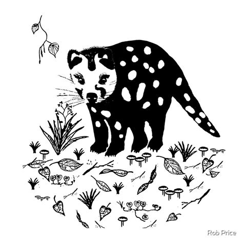 Spotted Tail Quoll Dasyurus Maculatus By Rob Price Redbubble