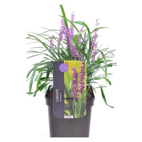 Liriope Muscari Royal Purple Eenvoudig En Snel Online Bestellen