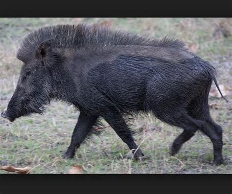 Male Boar Pig At Rs 15000number In Moradabad Id 17176953991