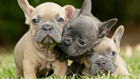 At poetic french bulldogs, we believe in breeding the prettiest, healthiest, most unique french bulldog puppies. French bulldogs one of most popular breeds for Aussies ...