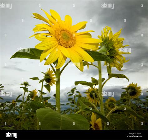Magnificent Sunflower Reaching For The Sky Stock Photo Alamy