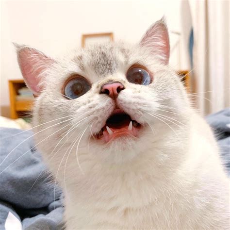 Ridiculously Expressive Cat In China Goes Viral