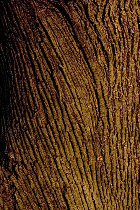 Tree Bark Texture Free Photo Download Freeimages