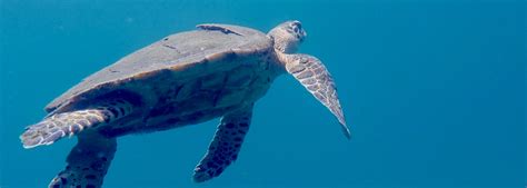 Sea Turtles Osa Peninsula Tourism Center