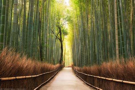 Landscape Nature Path Bamboo Trees Forest Wallpapers Hd Desktop And Mobile Backgrounds