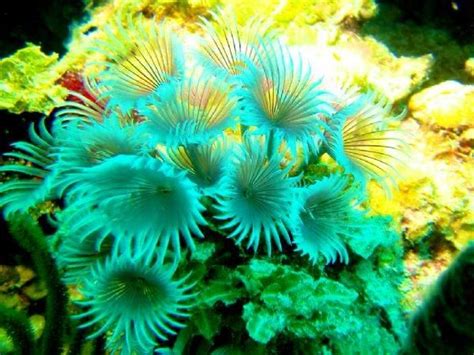 Plants In The Ocean Ocean Plants Ocean Flowers Plants
