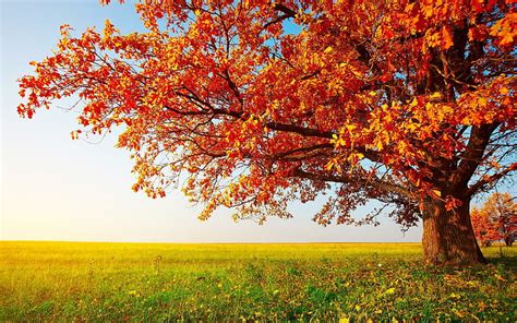木赤葉、 茶色の葉の木、 秋、 自然、 木、 葉、 Hdデスクトップの壁紙 Wallpaperbetter