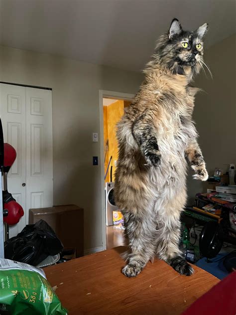 Psbattle A Cat Fully Standing Up On Its Hind Legs Photoshopbattles