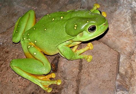 Splendid Tree Frog Western Australian Museum