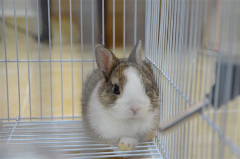 Rabbit Territory Netherland Dwarf