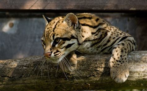 Ocelots Animals Wallpapers Hd Desktop And Mobile