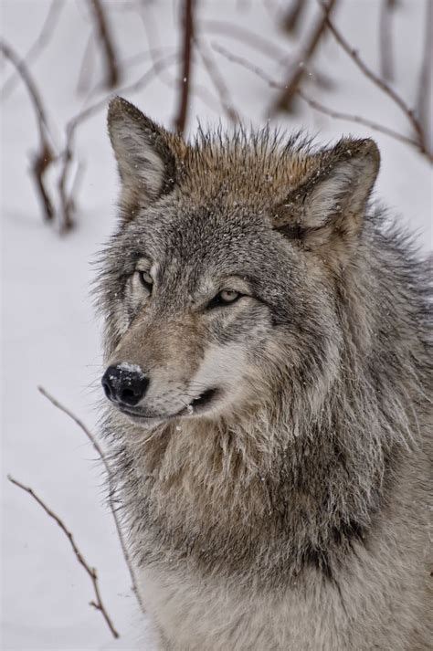 Timberwolves Animals Pinterest Wolf Pictures Timber Wolf Wolf Dog