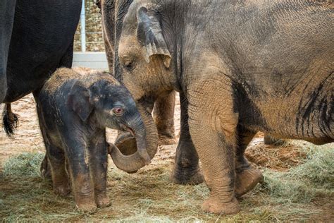 Houston Zoo Releases Photos Of 385 Pound Baby Elephants Muddy Public Debut