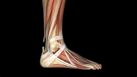 Tendons are a type of a connective tissue. Clinical Edge - Achilles tendon rupture part 1 ...