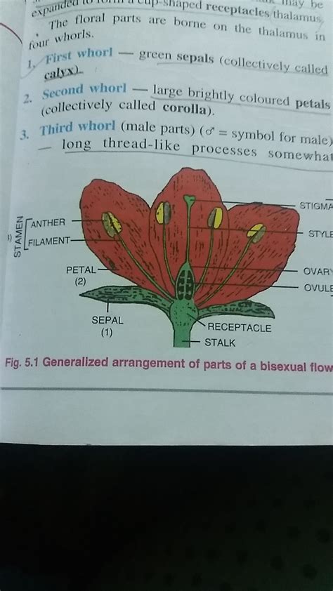 Draw A Diagram Of Bisexual Flower