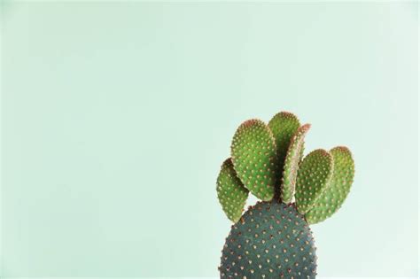 Cómo Cuidar Las Plantas En Verano Especial Cactus Y Suculentas