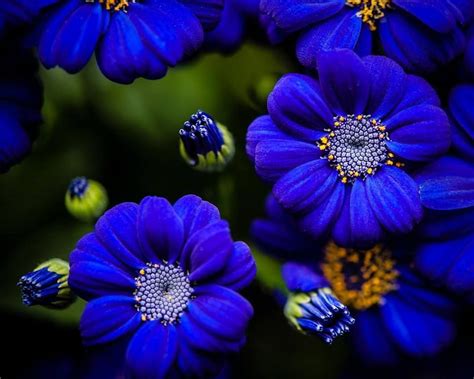 Conoce El Significado De Las Flores Azules De Tu JardÍn