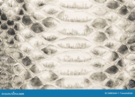 Natural Python Leather Skin Texture For Background Stock Photo