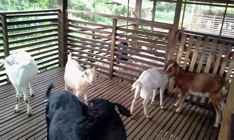 Ladang Ternakan Kambing Izzel Deen Melaka Kambing Dara Kacukan Kampung