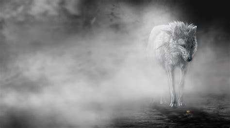 45 Hd Wolf Wallpapers 1080p Wallpapersafari