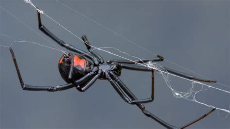 Can A Black Widow Spider Kill You Howstuffworks
