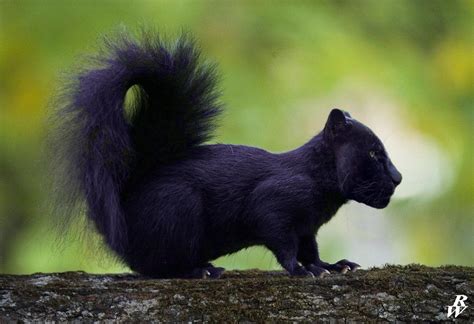 Black Squirrel Canada