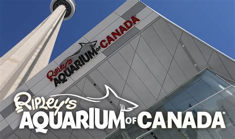 Innovation And Technology Brings New Audiences To Ripleys Aquarium Of Canada Ripley