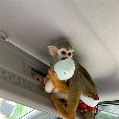 Squirrel Monkey For Sale In Colorado 11 Petzlover