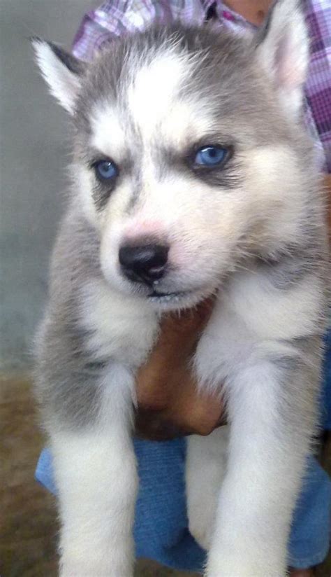 Explore 122 listings for husky puppies for sale uk at best prices. Siberian Husky Puppies for Sale(Ashoka 1)(8806) | Dogs for Sale | Price of Puppies | Dogspot.in