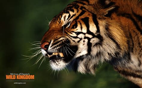 Angry Bengal Tiger Wallpaper