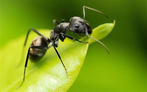 Papel De Parede Animais Inseto Formigas Hymenoptera Mosca Flor