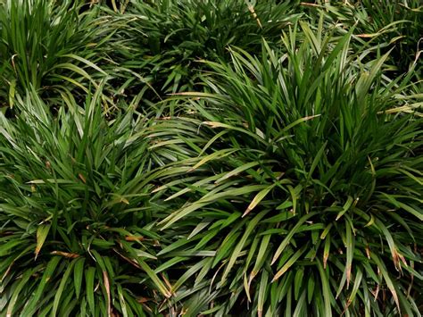 Removing Monkey Grass How To Get Rid Of Monkey Grass