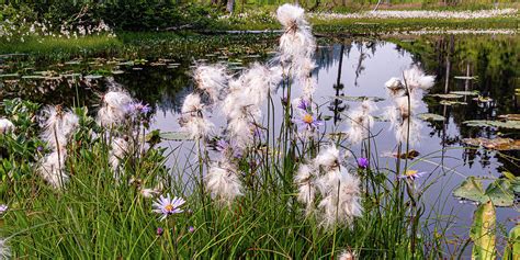 Cotton Grass Photograph By Claude Dalley Fine Art America