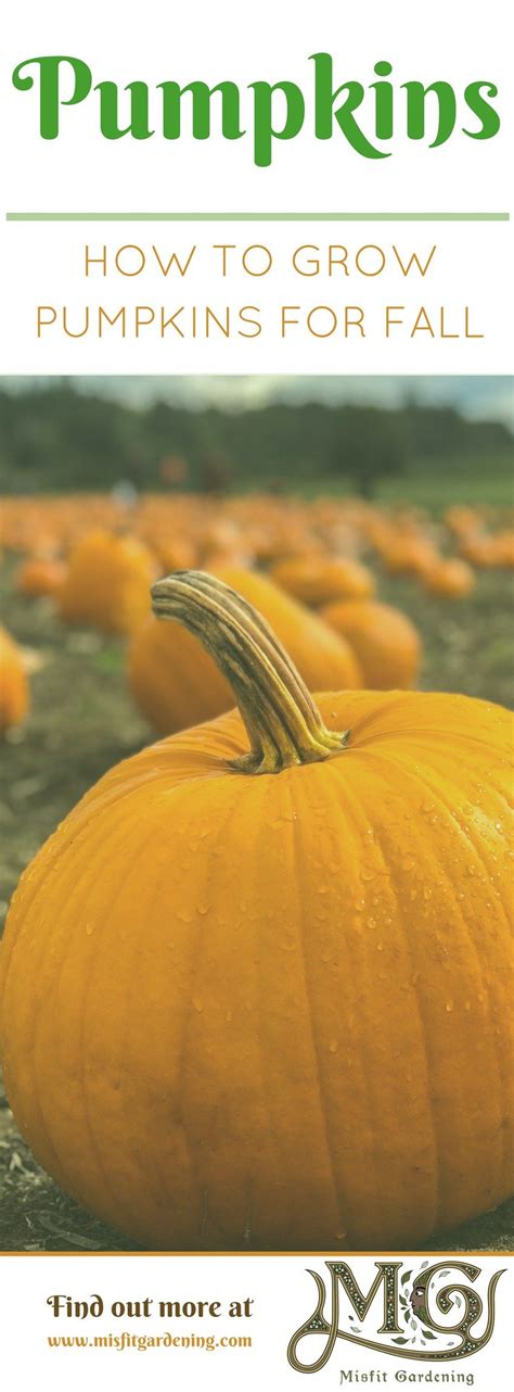 Learn How To Grow Pumpkins For Halloween In This Growing Guide And You