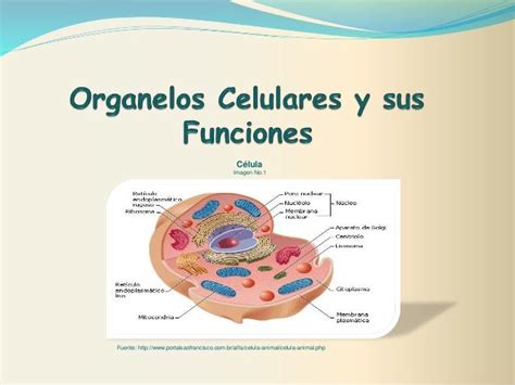 La Celula Y Funciones De Los Organelos Compartir Celular