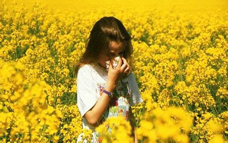 Hay fever is an allergic reaction to airborne pollens. Not Hay Fever Again - Breathing Matters - UCL Respiratory