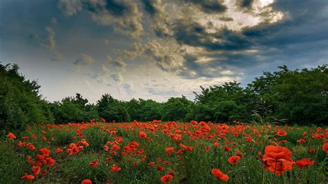 Wallpaper ID 832072 Sky Green Flowers Clouds Red Flowers Field