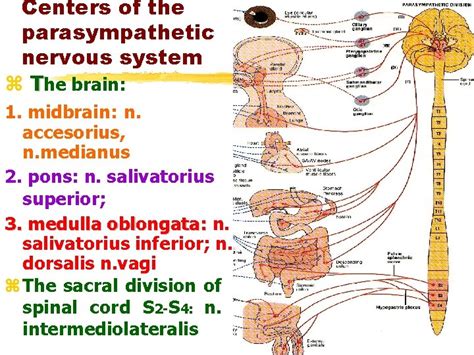 Vegetative Autonomous Nervous Systema Nervorum Autonomicum Nervous System