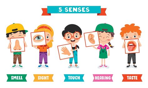 Five Senses Concept With Human Organs Five Sense Perceptions Brain
