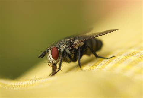 Do Flies Sleep With Their Eyes Open Bug Domain