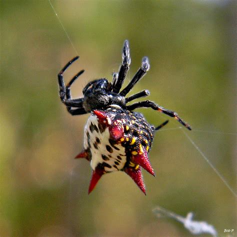 Spiny Orb Weaver Gasteracantha Cancriformis On A Windy M Flickr